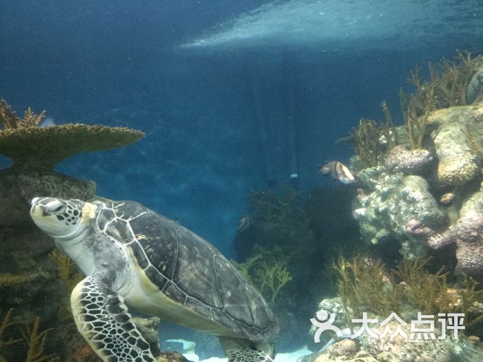 {賭波}(上海海洋水族馆旅游攻略路线)