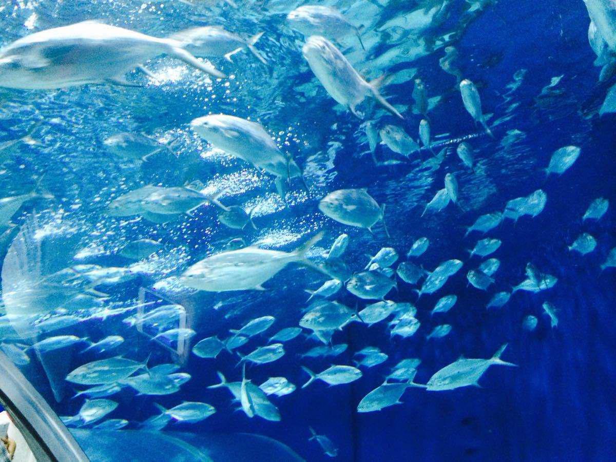 {賭波}(上海海洋水族馆旅游攻略路线)